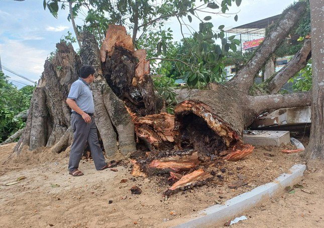 Cây đa Di tích lịch sử tại Nghệ An bất ngờ gãy đổ, gợi nhắc dấu ấn thời gian