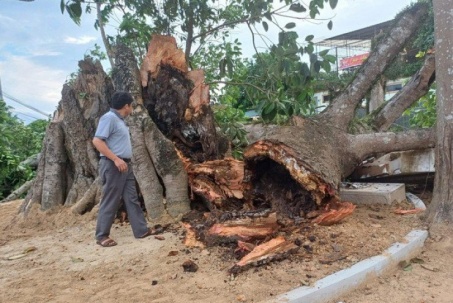 Cây đa Di tích lịch sử tại Nghệ An bất ngờ gãy đổ, gợi nhắc dấu ấn thời gian