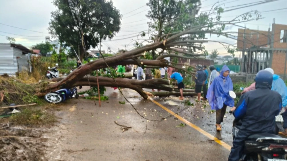 Cây vông cổ thụ bất ngờ bật gốc, đè lên xe máy trong trận mưa lớn