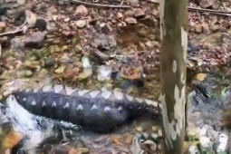 Media - Đang đi bộ trong rừng, nhóm người bắt gặp cảnh tượng nổi da gà