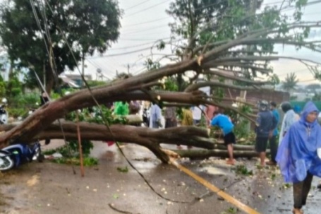 Cây vông cổ thụ bất ngờ bật gốc, đè lên xe máy trong trận mưa lớn