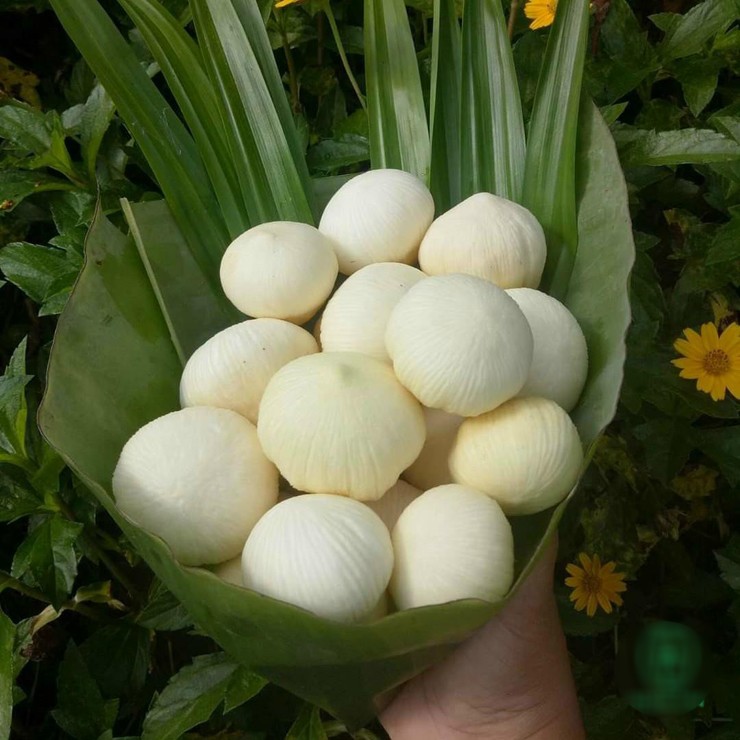 Tùy vào kích thước, mộng dừa được bán với giá từ 200.000-300.000 đồng/kg và phải đặt trước mới có