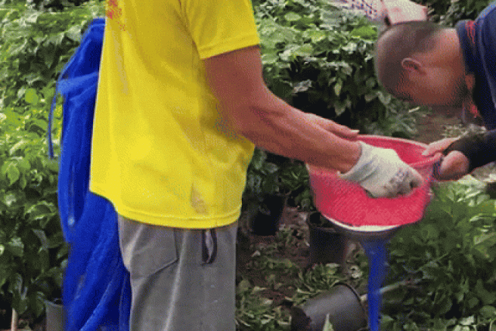 Cách 'đóng gói' cây giống cực thông minh của nhà nông