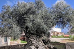 Du lịch - Cây ô liu 3.000 năm vẫn đều đặn ra quả, hút du khách