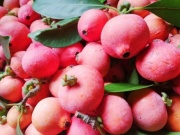 Thị trường - Tiêu dùng - Đặc sản rừng màu hồng có vị chua ngọt hấp dẫn, ít người biết tới, nay "gây sốt" trên chợ mạng