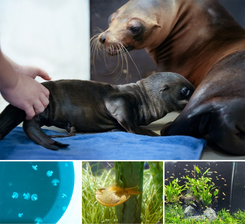 Những thế hệ F1 sinh ra tại Thủy cung Lotte World Hà Nội.