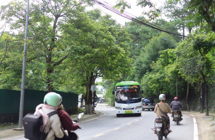 Đà Lạt sẽ chặt 180 cây xanh, trong đó có 108 cây thông ba lá lâu năm để mở rộng đường