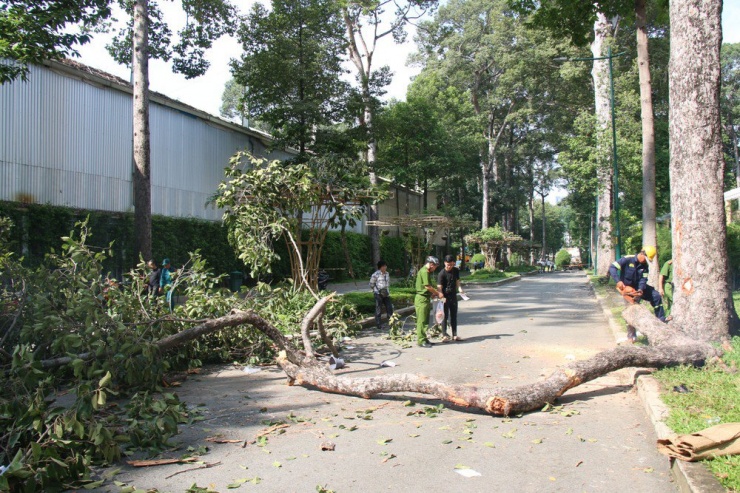 Nhánh cây bị gãy gây tai nạn ở Công viên Tao Đàn sáng 9-8. Ảnh: PN