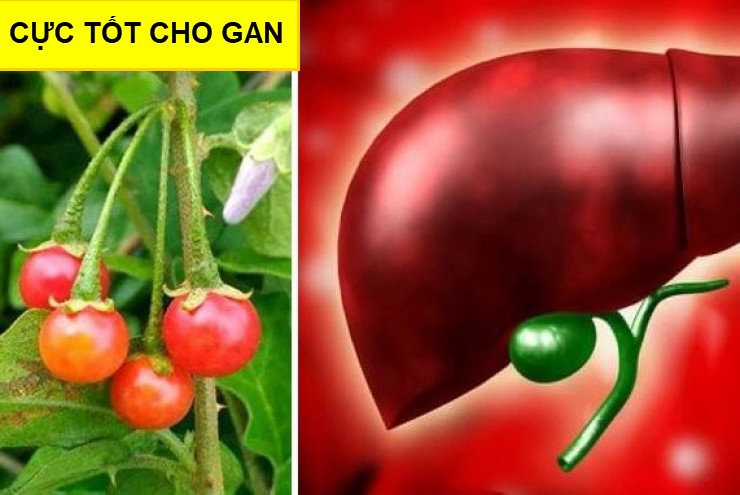 Việt Nam: một loại quả mọc dại khắp nơi nhưng lại cực tốt cho gan