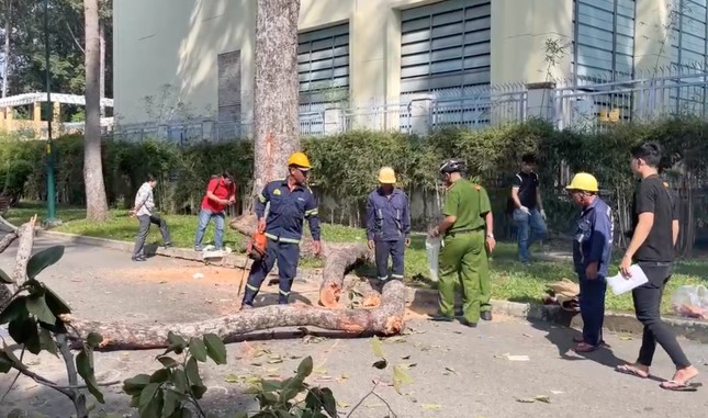 Tai nạn thương tâm tại Công viên Tao Đàn: 2 người tử vong, 3 người bị thương vì nhánh cây dầu rơi trúng