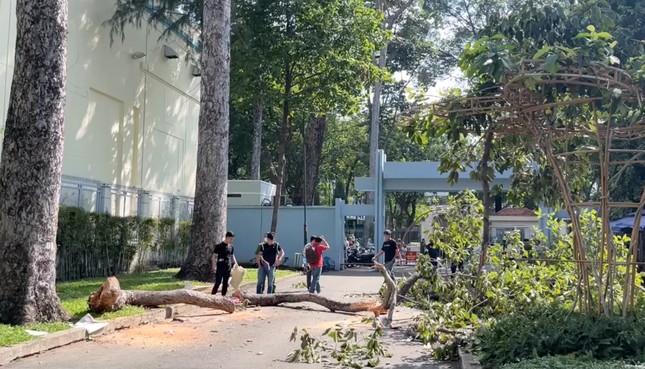 Tai nạn thương tâm tại Công viên Tao Đàn: 2 người tử vong, 3 người bị thương vì nhánh cây dầu rơi trúng