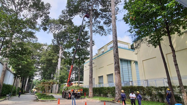 Tai nạn thương tâm tại Công viên Tao Đàn: 2 người tử vong, 3 người bị thương vì nhánh cây dầu rơi trúng