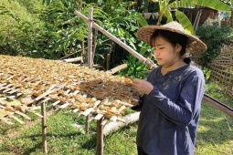 Thị trường - Tiêu dùng - Loại cây mọc hoang trên rừng “lên đời” thành đặc sản, giá lên tới hơn 300 nghìn đồng/kg