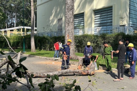 Nhánh cây khổng lồ rơi xuống công viên Tao Đàn, khiến 2 người tử vong