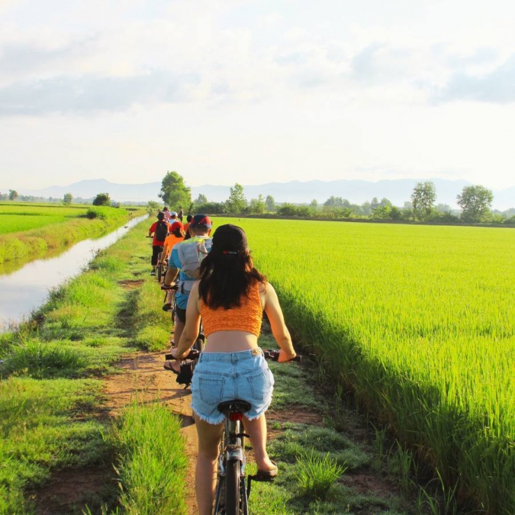 Dạo quanh cánh đồng lúa cảm nhận sự yên bình, thanh thản khi đứng giữa biển lúa xanh mướt, lắng nghe tiếng gió xào xạc qua từng bông lúa mùa lúa chín.