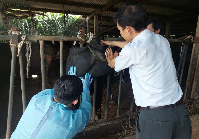 Hơn 4.400 Bò Sữa Ở Lâm Đồng Tiêu Chảy Sau Khi Tiêm Vaccine Viêm Da Nổi Cục, Cố Gắng Cứu Chữa