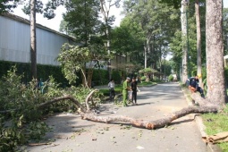 Tin tức trong ngày - Công an quận 1 thông tin vụ cây gãy làm 2 người tử vong ở Công viên Tao Đàn