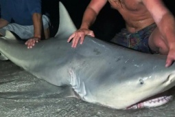 Nam thanh niên câu được con cá mập hổ dài gần 4 mét trên biển