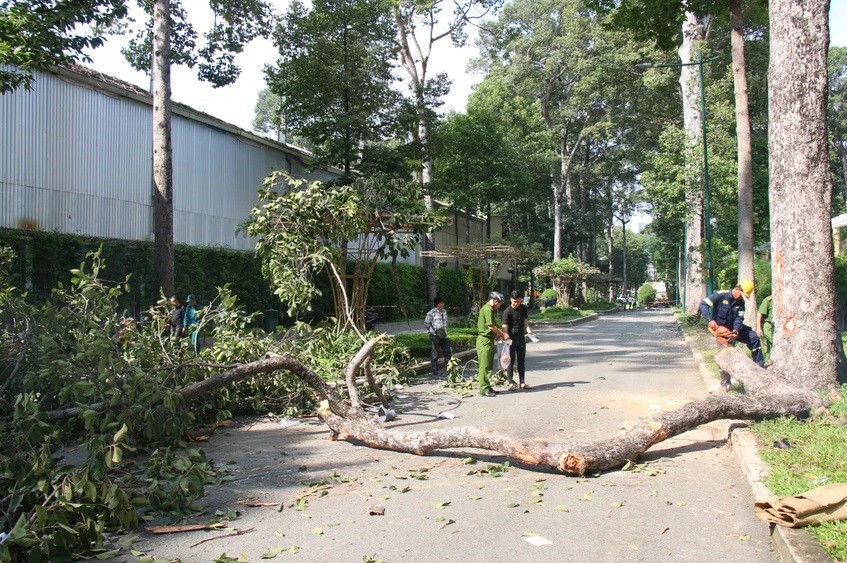 Vụ cây gãy đè chết 2 người ở Công viên Tao Đàn: Làm rõ trách nhiệm tổ chức, cá nhân liên quan