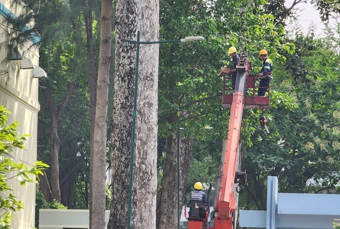 Công ty Công viên Cây xanh đề xuất biện pháp nâng cao an toàn cây xanh tại TP.HCM