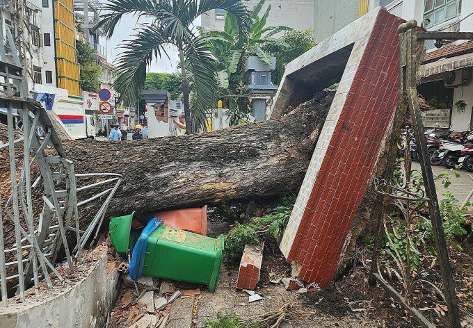 Cổ me thụ cao khoảng 30 m ở trường Trung học cơ sở Trần Văn Ơn, quận 1, bị bật gốc ngã ra đường, 3/4/2023. Ảnh: Đình Văn