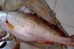 Bạn trẻ - Cuộc sống - Con rể "chơi lớn" chi 10 tỷ đồng mua con cá nặng 100kg tặng bố vợ