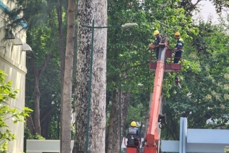 Công ty Công viên Cây xanh đề xuất biện pháp nâng cao an toàn cây xanh tại TP.HCM