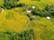 Du lịch - Thời gian vàng đi ngắm ruộng bậc thang Tây Bắc mùa lúa chín