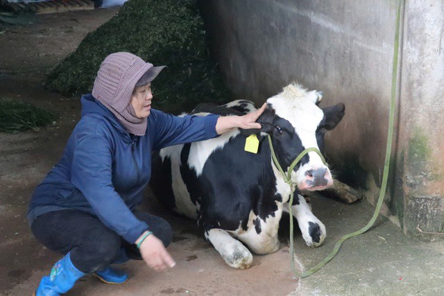 Tiêm vắc-xin Navet-Lpvac: Lý do gây dịch tiêu chảy trên bò sữa ở Lâm Đồng