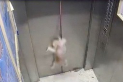 Media - Chó cưng may mắn thoát chết khi dây xích bị kẹt trong thang máy