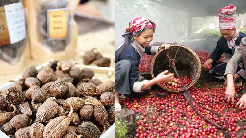 Mua thảo quả chất lượng, giá tốt, chính hãng trên thị trường - 3