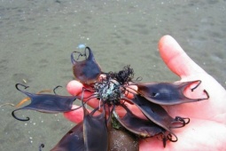 Media - Tại sao trứng cá mập có hình dạng kỳ lạ đến vậy?