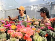 Thị trường - Tiêu dùng - 9x lai tạo xương rồng ra hoa đa màu sắc kiếm chục triệu mỗi tháng