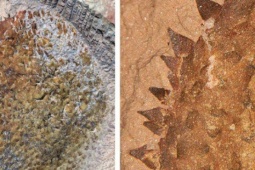 Quái vật 514 triệu tuổi "hiện hình" nguyên vẹn ở Trung Quốc