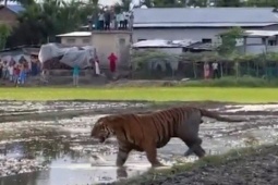 Media - Clip: Hổ dữ xuất hiện trên đồng lúa, người dân kéo nhau ra đứng xem