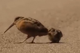 Media - Loài chim độc đáo, "nhảy như vũ công"