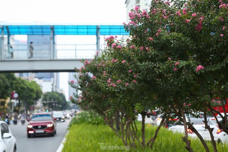 Những ngày đầu tháng 8, hoa tường vi đang độ bung nở rực rỡ khoe sắc lung linh trong lòng Thủ đô.