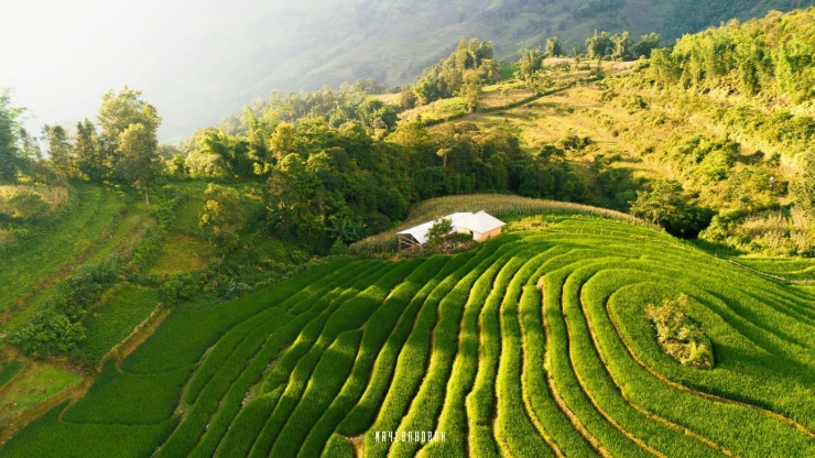 Một đồi mâm xôi xinh xinh.