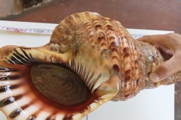 Phi thường - kỳ quặc - Phát hiện ốc tù và quý hiếm sau 20 năm vắng bóng