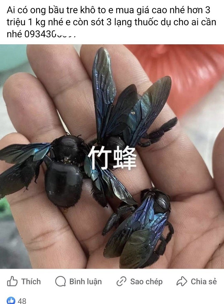 Việc thu mua ong bầu với giá cao diễn ra rầm rộ trong thời gian gần đây. (Ảnh chụp màn hình).