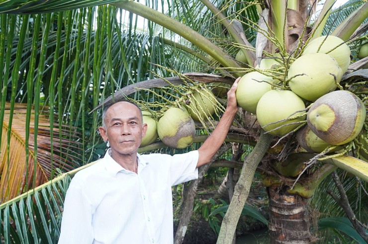 Ông Cộng cho biết dừa sáp từng một thời ai cũng coi là dừa hỏng, bán không ai mua mà cho cũng không ai lấy.