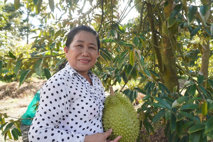 Bà Thinh quyết tâm học hành để trồng sầu riêng theo tiêu chuẩn VietGAP.