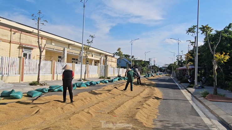 Tuyến đường không hoạt động nên 4 vụ gặt gần đây hàng chục người dân ở phường Thủy Phương lại mang thóc đến đây phơi.