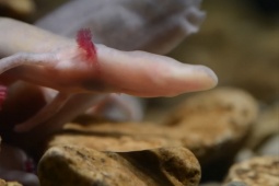 Hang động duy nhất chứa loài rồng quý hiếm