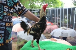 Media - Clip: Cận cảnh chú gà trống có 3 chân khiến người dân kinh ngạc