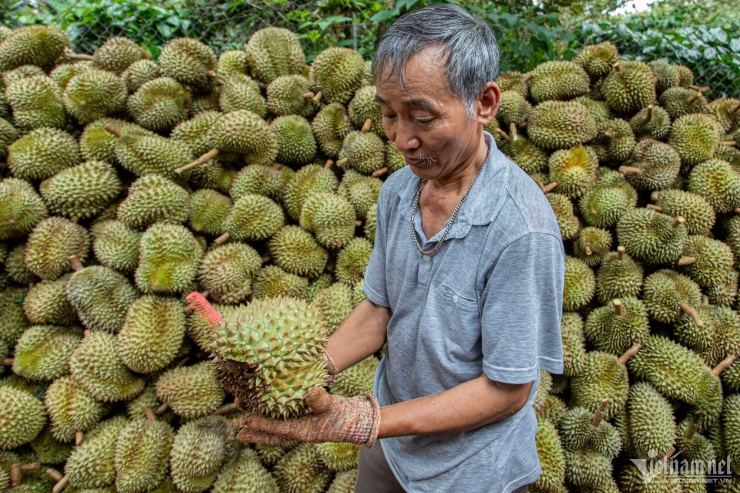 Sau khi sử dụng phần cơm, một khối lượng lớn vỏ sầu riêng được thải ra môi trường. Ảnh: Nguyễn Huế