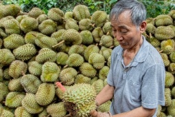 Thị trường - Tiêu dùng - Từ đống vỏ sầu riêng vứt bỏ biến thành than sinh học, giấm gỗ bán giá cao