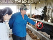 Thị trường - Tiêu dùng - Nuôi "cỗ máy siêu thịt" khổng lồ trong vườn, ông nông dân kiếm gần 3 tỷ đồng/năm