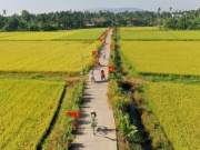 Du lịch - Mùa thu vàng mê hoặc du khách trên cánh đồng lúa chín miền Trung