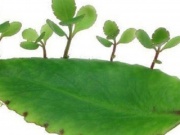 Sức khỏe đời sống - 13 bài thuốc chữa bệnh từ cây sống đời